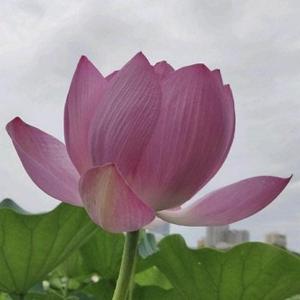 利姐 头像