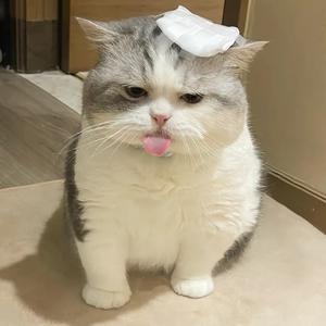 庆憨憨 头像