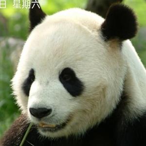 diy手工皮具 头像