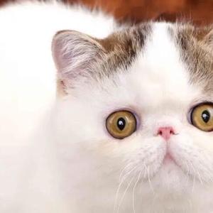 猫眼观天下 头像