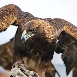 动物探索者8T0z 头像