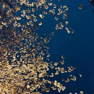 美美剧透狗 头像