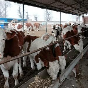 养牛青妹子 头像