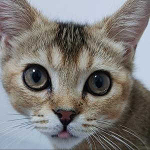 芝麻糊糊的成长记录 头像