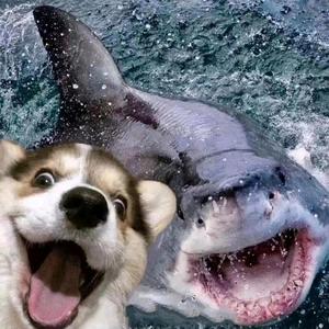 老李家的猫4l5f 头像