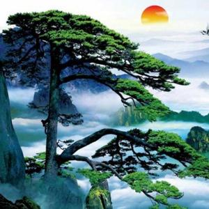 贵州松哥视界 头像