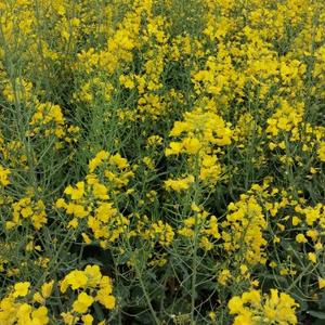 不凡山丘lz 头像