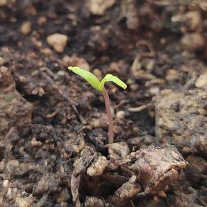 老歌音乐汇 头像