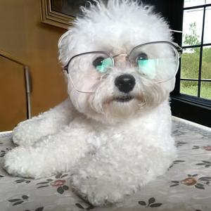 布丁看世界 头像