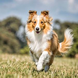 湖岸赏荷香 头像