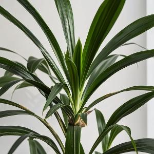 海岸边等待渔船 头像