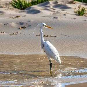 在江畔悠然赏月的雅士 头像
