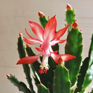 一枚医学科研工作者 头像