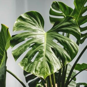 在牧场骑马的骑手 头像