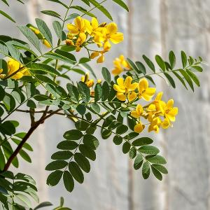 古道赶马的赶路人 头像