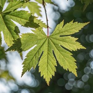 水上划动小游船 头像