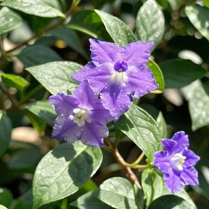 海边观涨潮的人们 头像