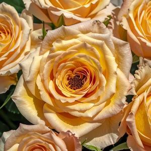 雾中寻觅小径的客 头像