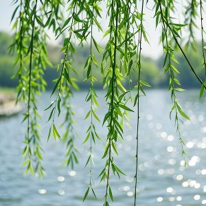 山中从容的行者 头像