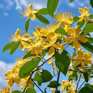 益药执业药师 头像