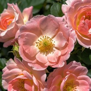 在峡谷震撼感受着风声 头像