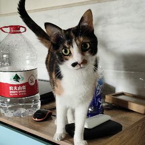 路人胖子