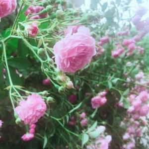 春暖花开jennifer 头像