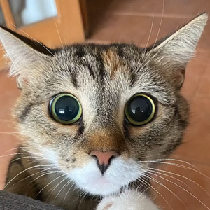 我只是一只喵 头像