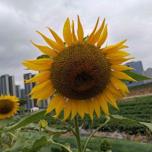 深圳悦年华养老院 头像