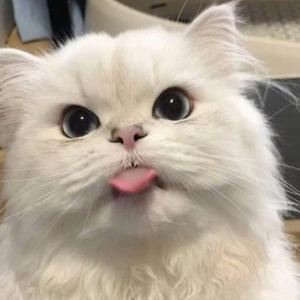 菠萝酥柚子 头像