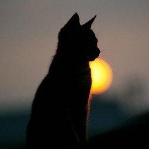 花间陶醉嗅着芬芳 头像