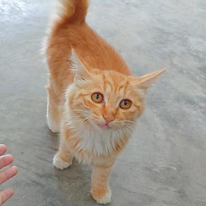 橘子剪辑8l8P 头像