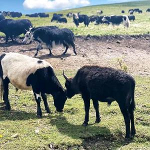 康子艾旅行 头像