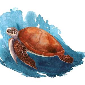 小周养龟~ 头像