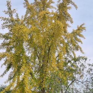 风中舞花影 头像