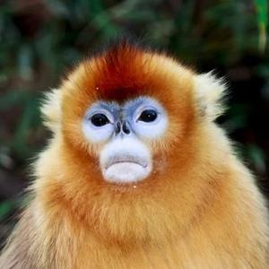 动物达人秀 头像