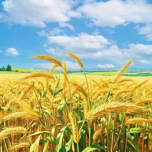 卢老师习作课堂 头像