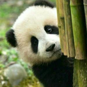 热爱动物的小乾哥
