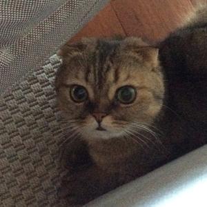 芝麻开门1650 头像