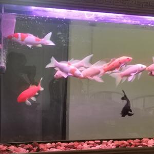 祥如意家园 头像