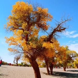 葡萄姐姐旅行记 头像