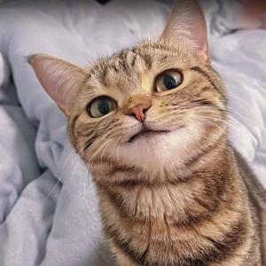 每日挠头一百下 头像