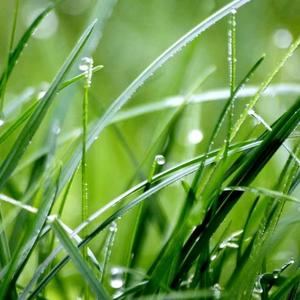 清闲的枫叶vU 头像