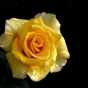 一尾黄花