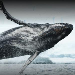 山不高水未远 头像