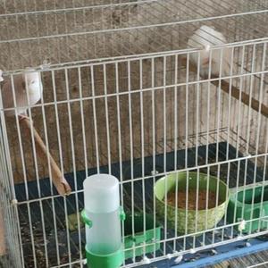 自由哥鹦鹉 头像