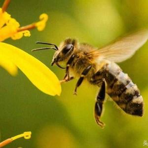不凡高山之蜂农部落 头像