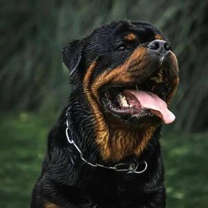 汪哒宠物服务（爱犬居团队） 头像