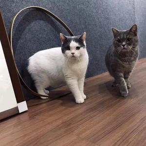 画在井盖的猫 头像