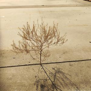 落子无悔影视推荐 头像